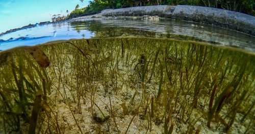 Seagrass 